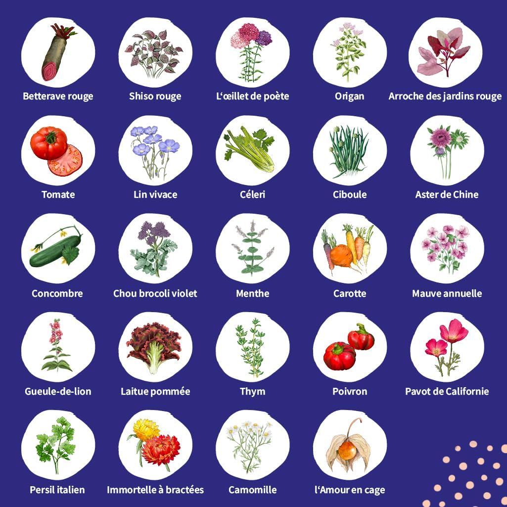 Calendrier de l’Avent des semences 2025