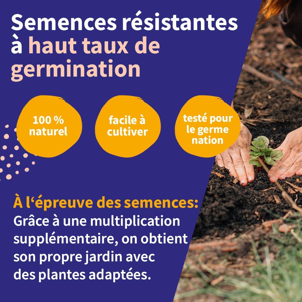 Calendrier de l’Avent des semences 2025