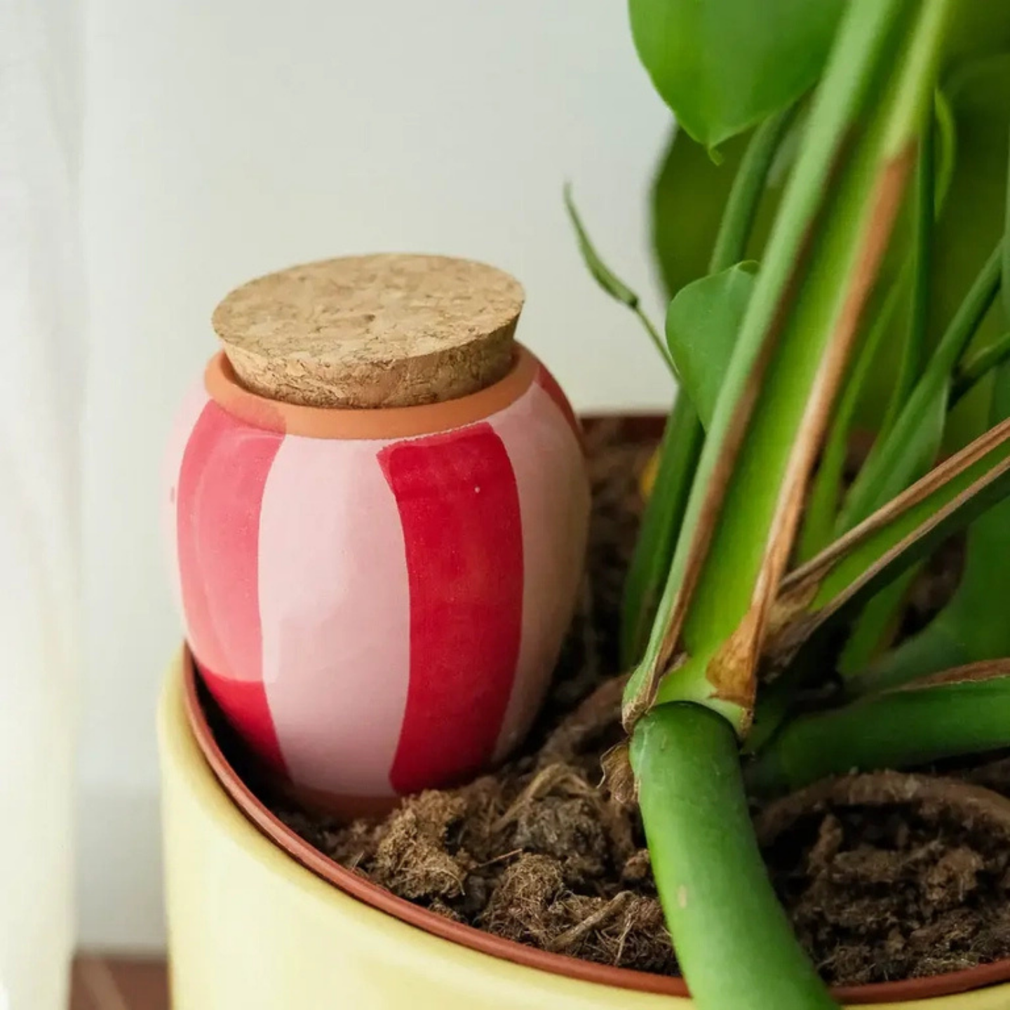 Diffuseur d'eau naturel pour plantes Olla rose et rouge