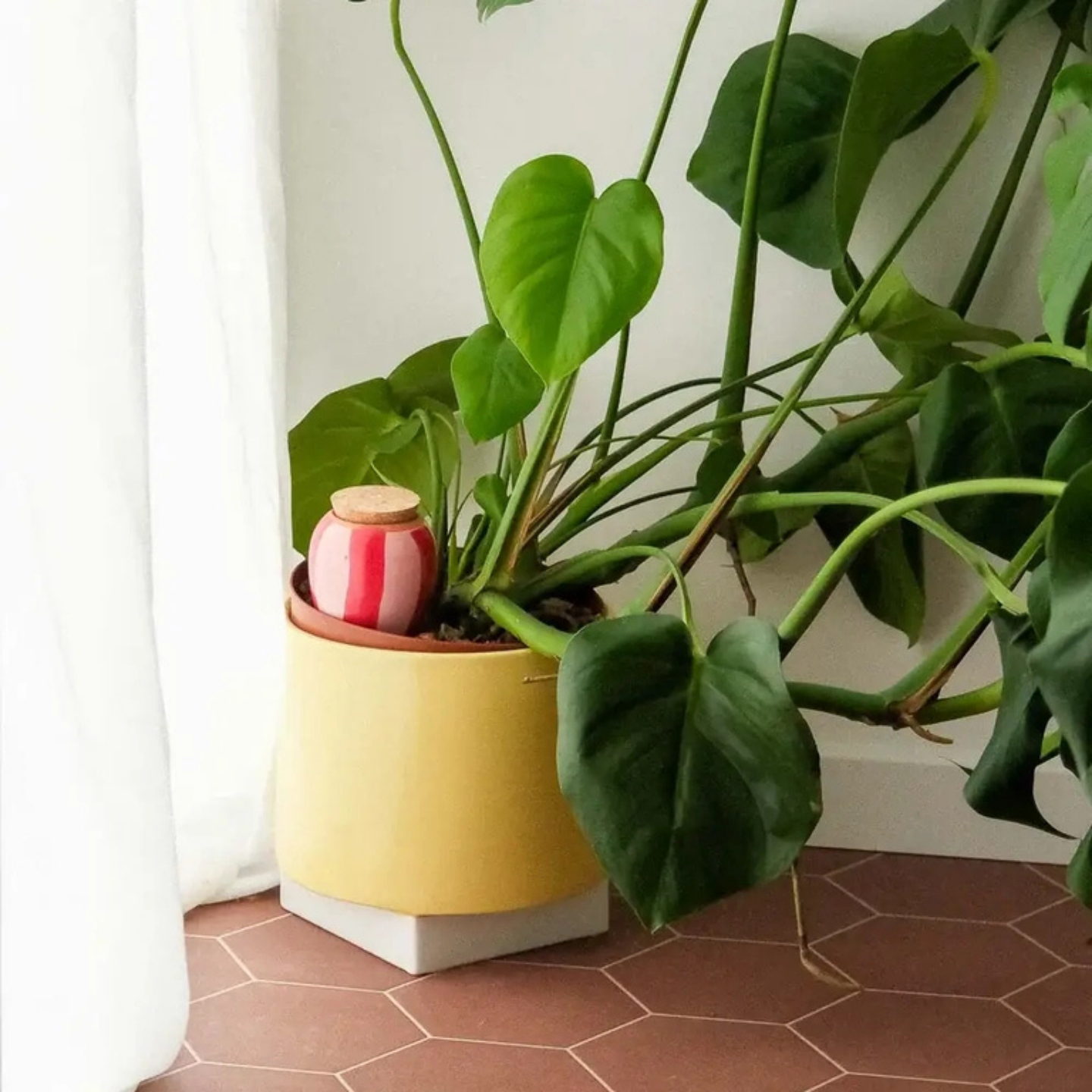 Olla en terre cuite pour arrosage autonome des plantes