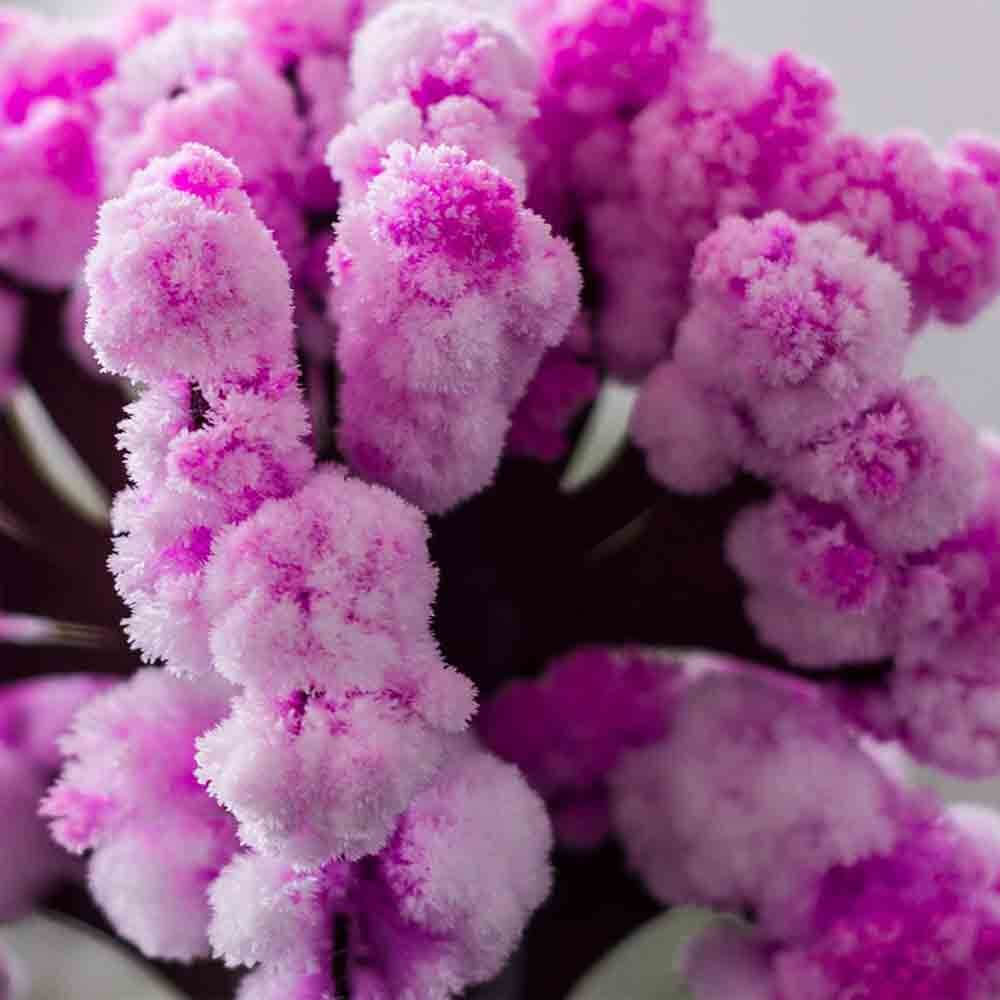 Arbre Magique Sakura - Objet Déco Original CadoMaestro