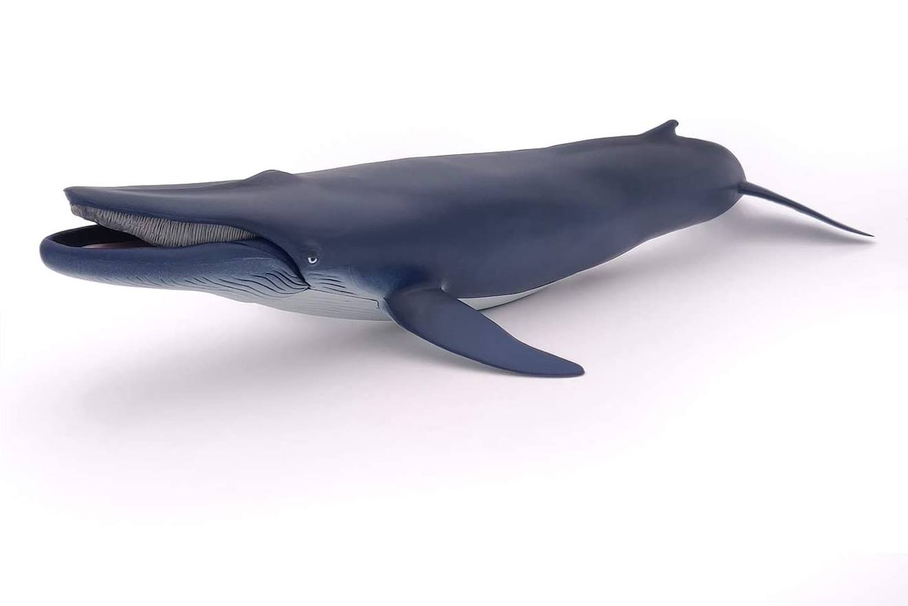 Baleine bleue bleu