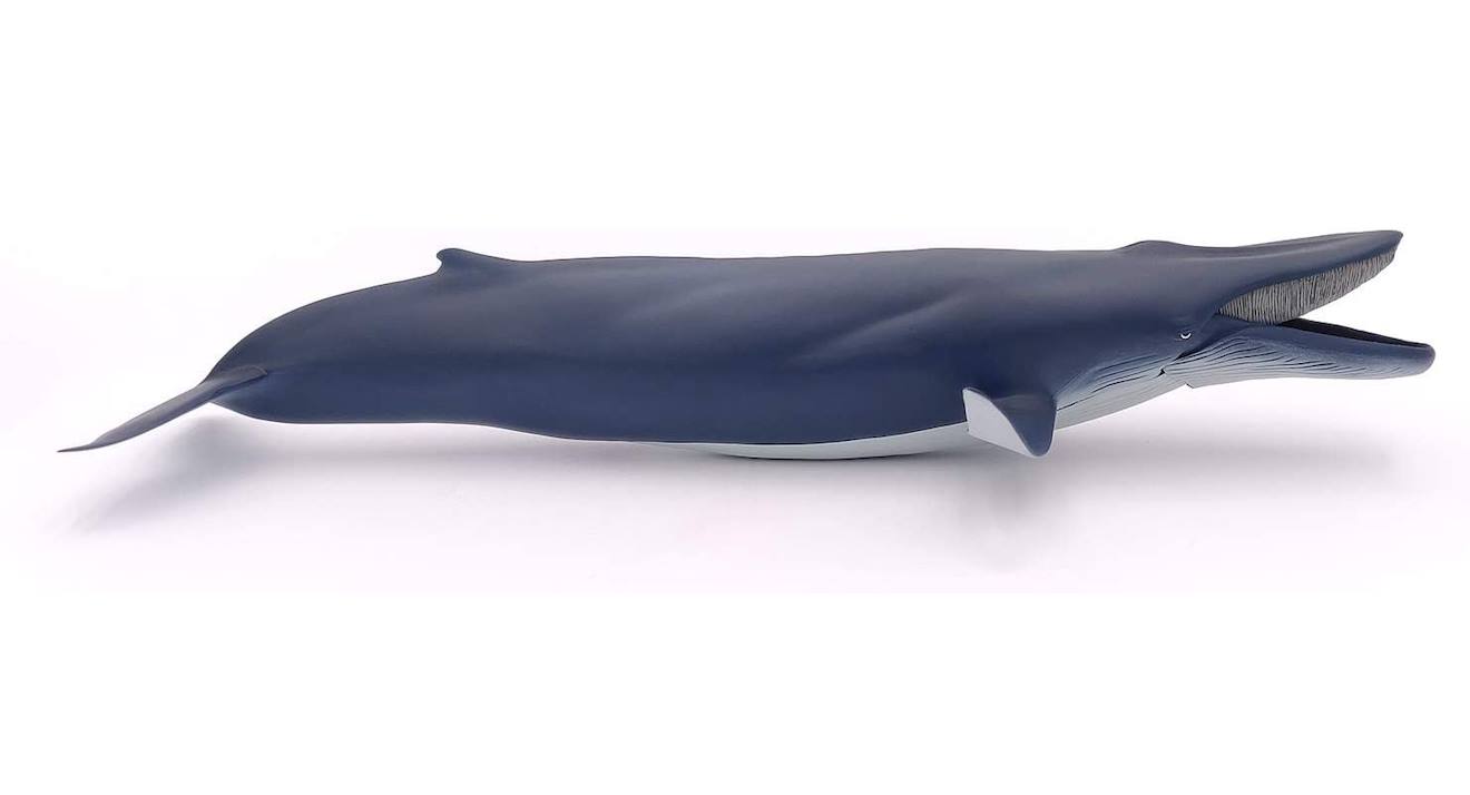 Baleine bleue bleu
