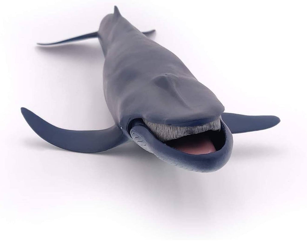 Baleine bleue bleu