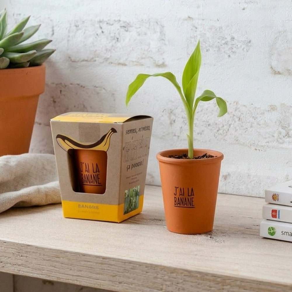 Banane à Faire Pousser - J'ai la Banane - Kits de Plantation