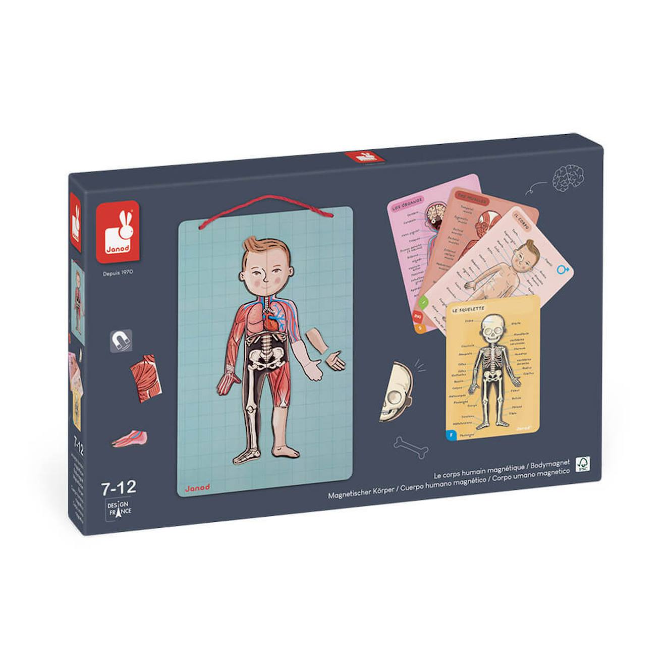 Body magnet l'anatomie - 12 langues multicolore