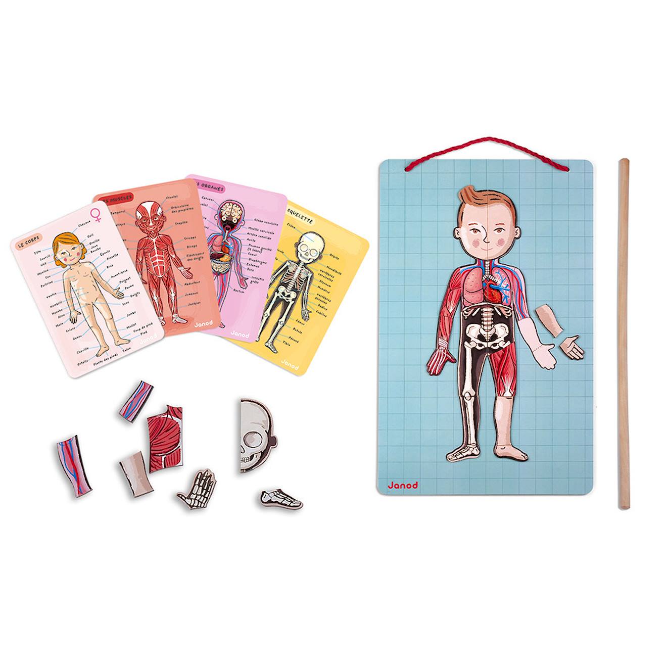 Body magnet l'anatomie - 12 langues multicolore