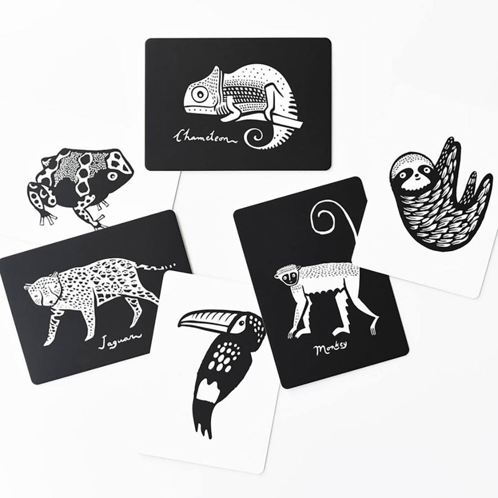 Boîte de 6 cartes imagier en noir et blanc - forêt tropicale multi-coloured