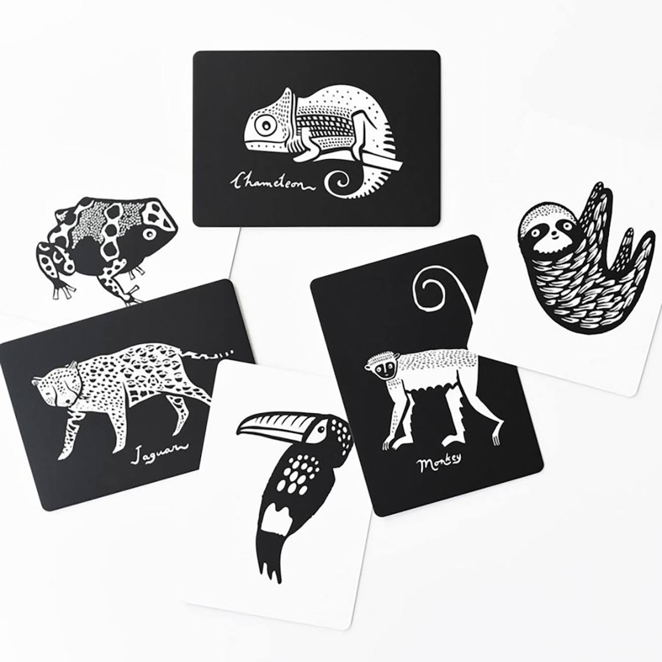 Boîte de 6 cartes imagier en noir et blanc - forêt tropicale multi-coloured