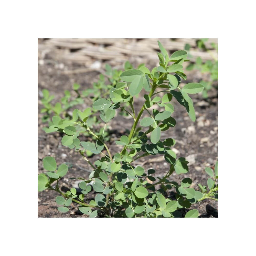 Cacahuètes à Faire Pousser - J'amène l'Apéro - Kits de Plantation Radis et Capucine