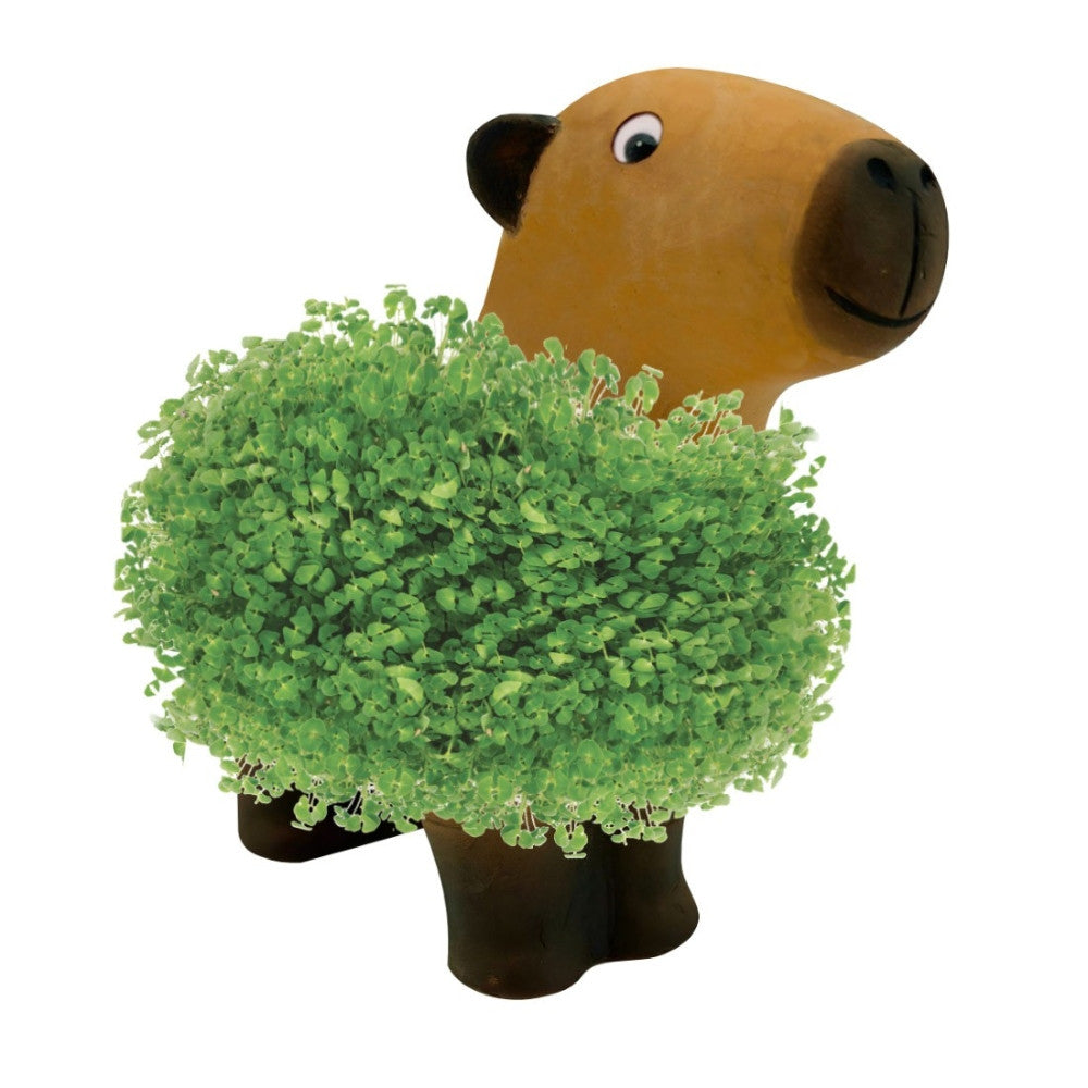 Capybara à Faire Pousser - Kits de Plantation