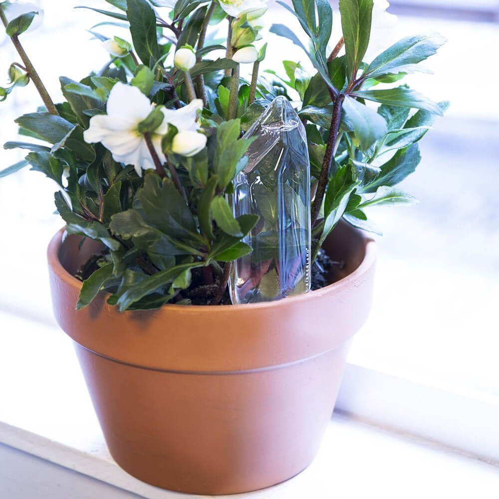 Cristal d'Eau pour Plantes - Cache Pot Original Kikkerland