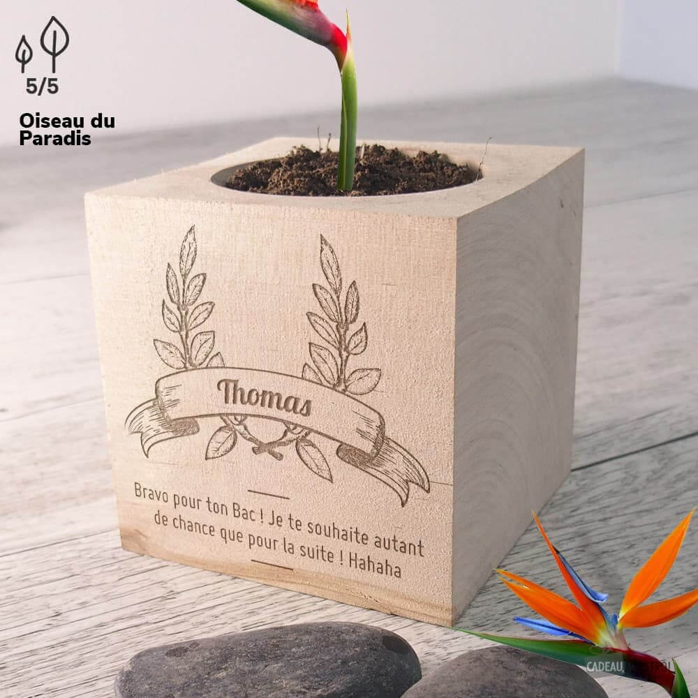 EcoCube Diplôme à Personnaliser Bananes Naines - Ecocube Personnalisé
