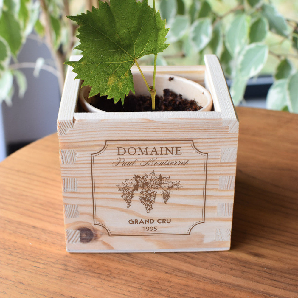 Ecocube XL Vin à Faire Pousser à Personnaliser Vigne Vierge - Ecocube Personnalisé