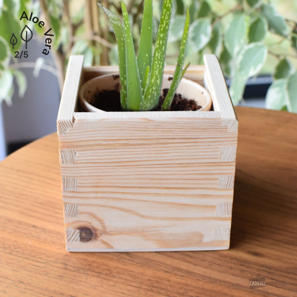 EcoCube XL Aloe Vera - Kits de Plantation