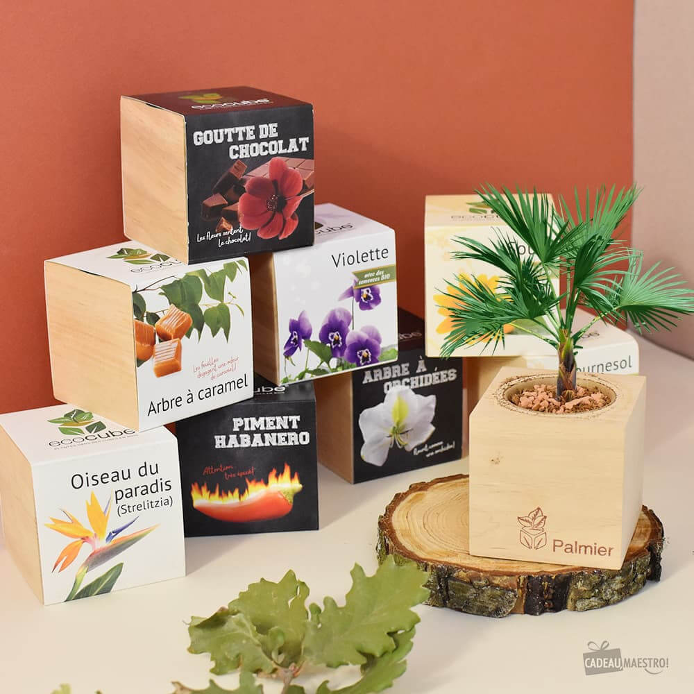 EcoCube Aloe Vera - Kits de Plantation