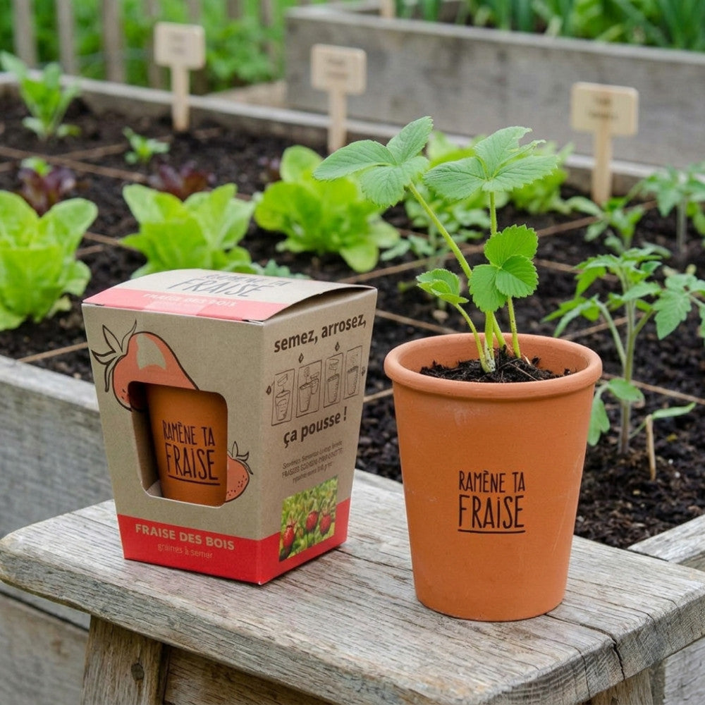 Fraises à Faire Pousser - Ramène ta Fraise - Kits de Plantation