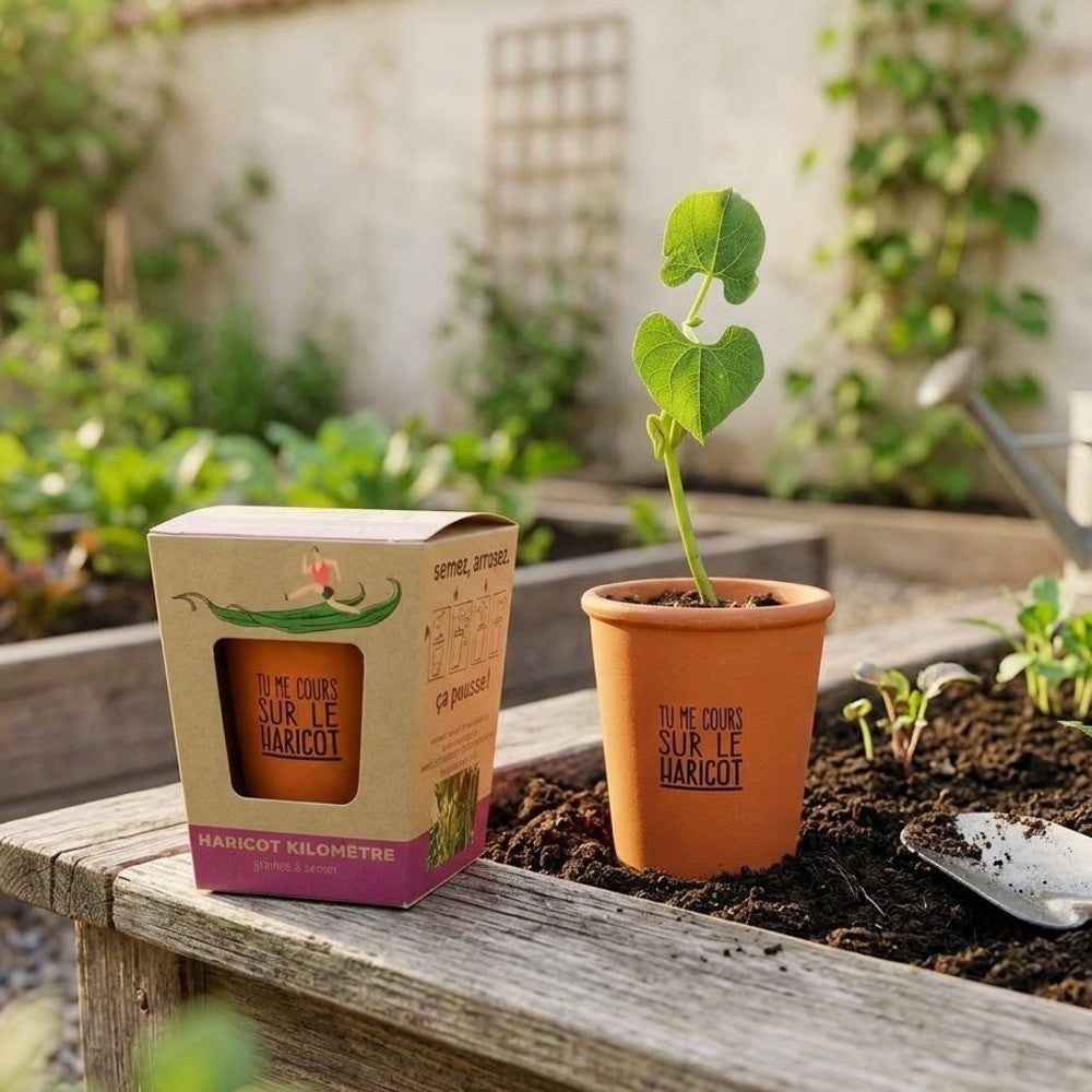 Haricot à Faire Pousser – Tu Me Cours Sur le Haricot - Kits de Plantation