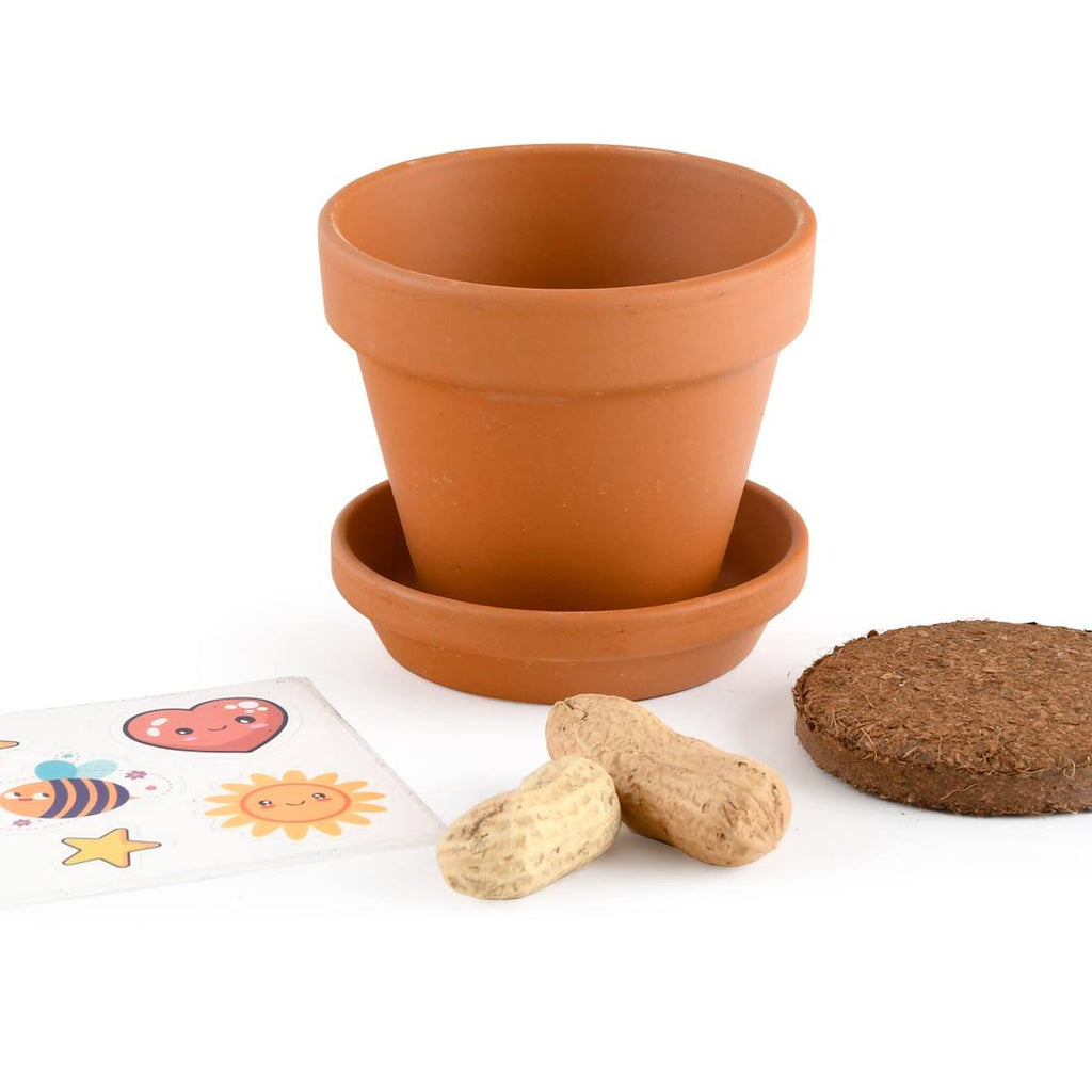 Je fais pousser mes cacahuètes marron
