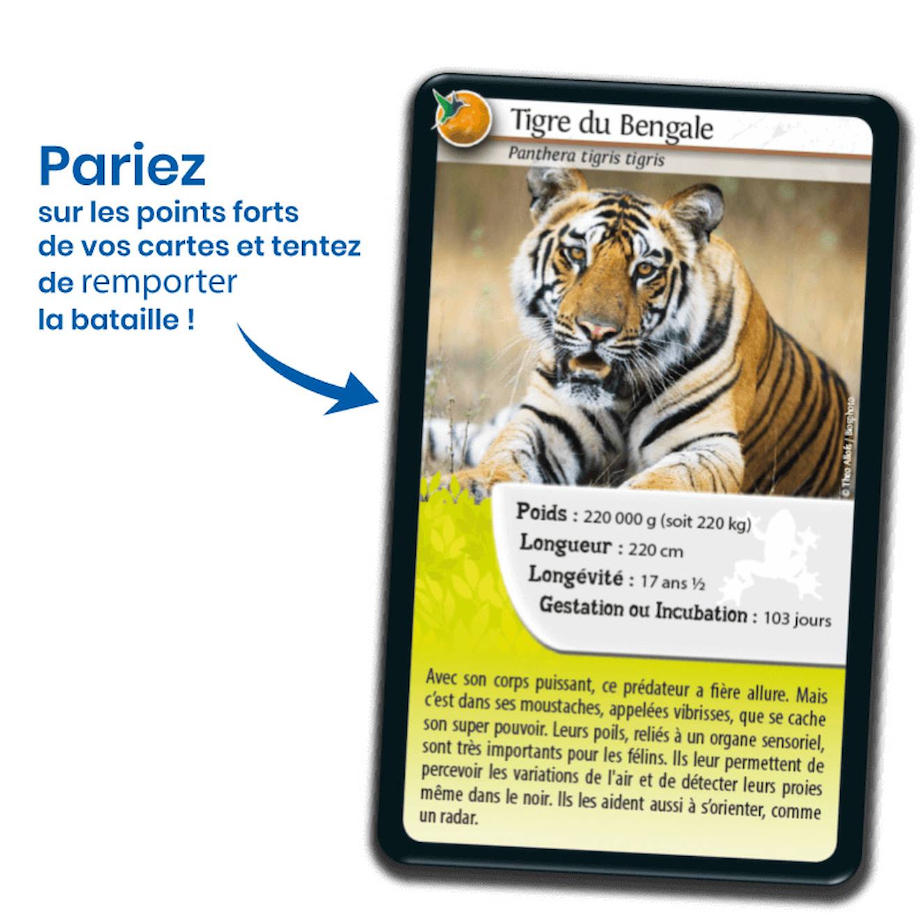 Jeu de cartes défis nature - super pouvoirs des animaux - fabriqué en france multicolore