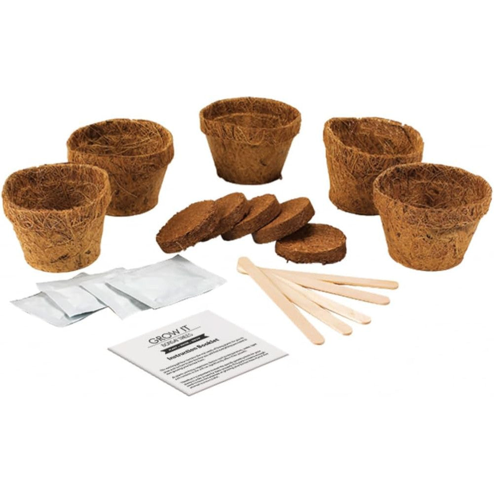 Kit Bonsaï - Kits de Plantation Gift Republic