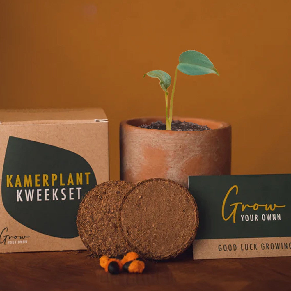 Kit de Culture pour Plantes d'Intérieur Monstera Deliciosa - Kits de Plantation