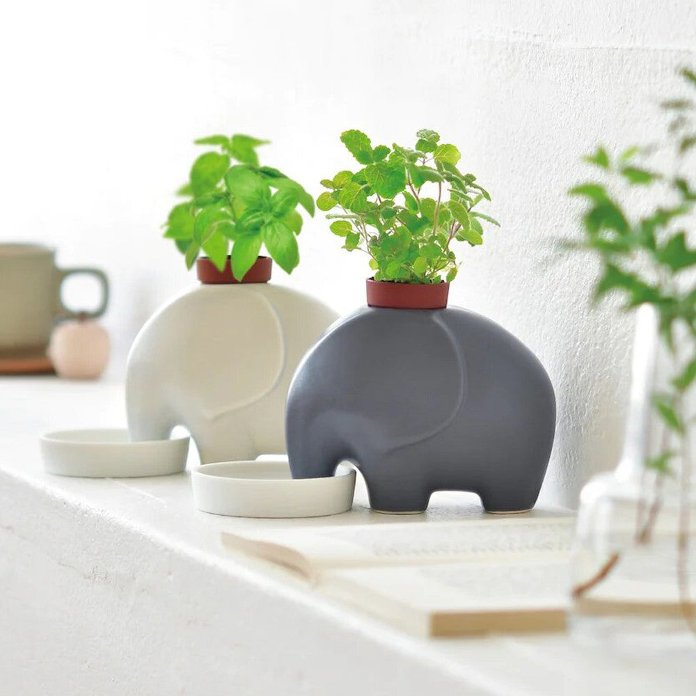 Kit de Plantation Éléphant - Kits de Plantation