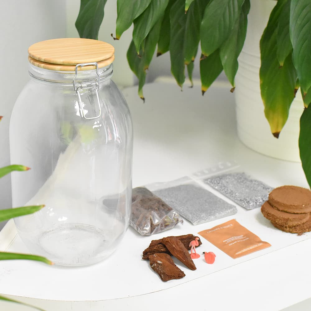 Kit Terrarium à Composer - Vase Original