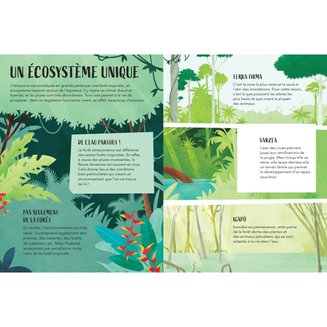 La planète en danger - l'amazonie vert