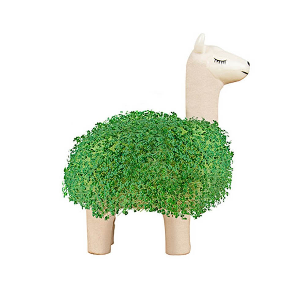 Lama à Faire Pousser - Kits de Plantation Gift Republic