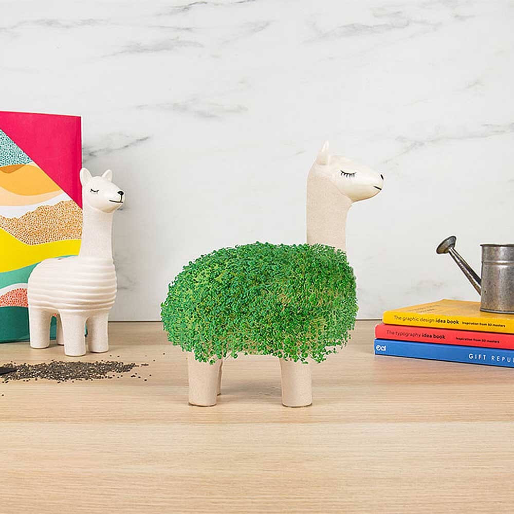 Lama à Faire Pousser - Kits de Plantation