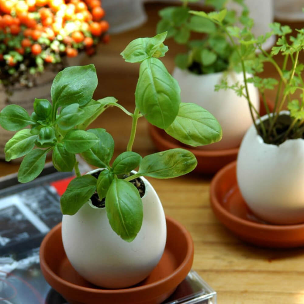 Oeuf à Faire Pousser Eggling Basilic - Kits de Plantation