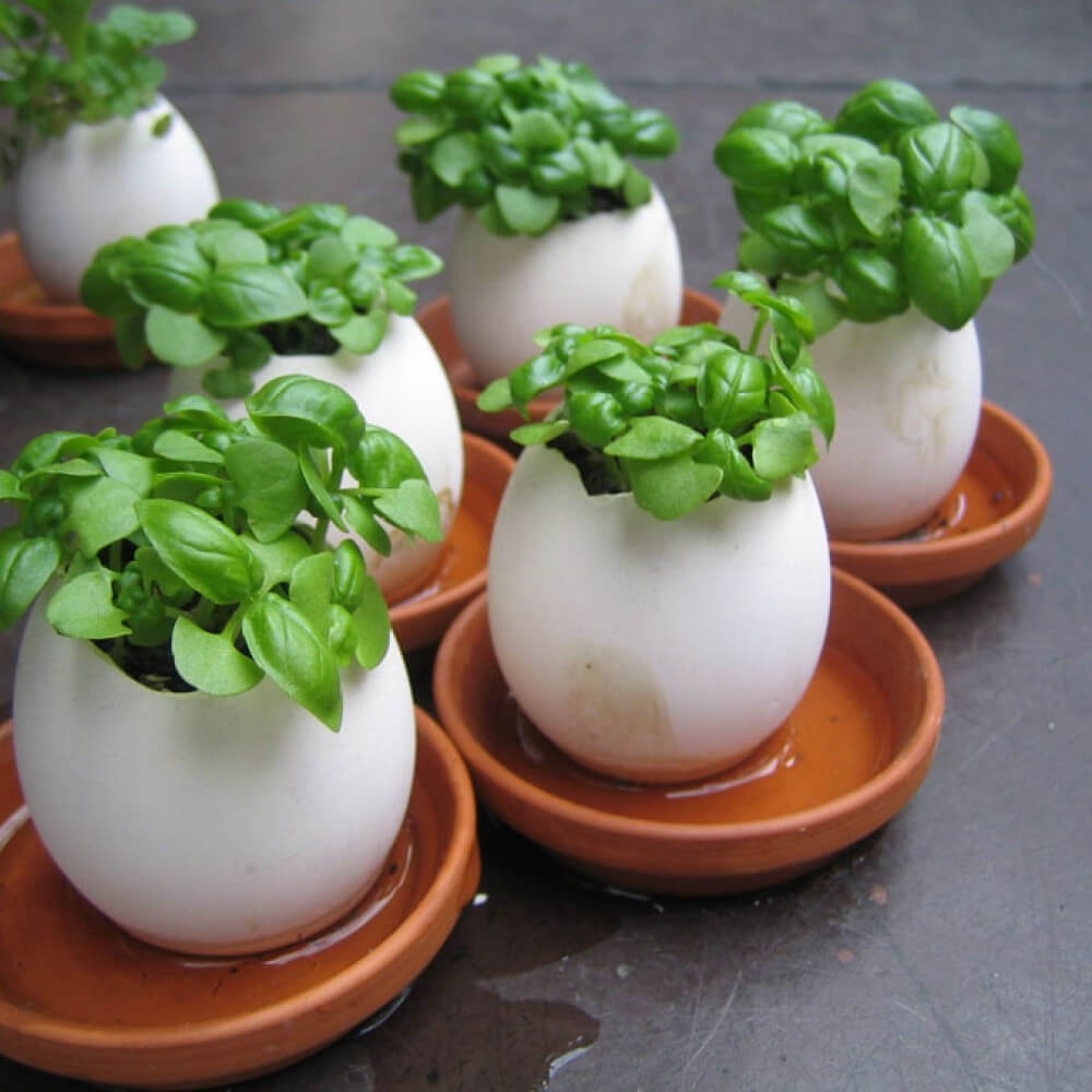 Oeuf à Faire Pousser Eggling Cactus - Kits de Plantation CadoMaestro