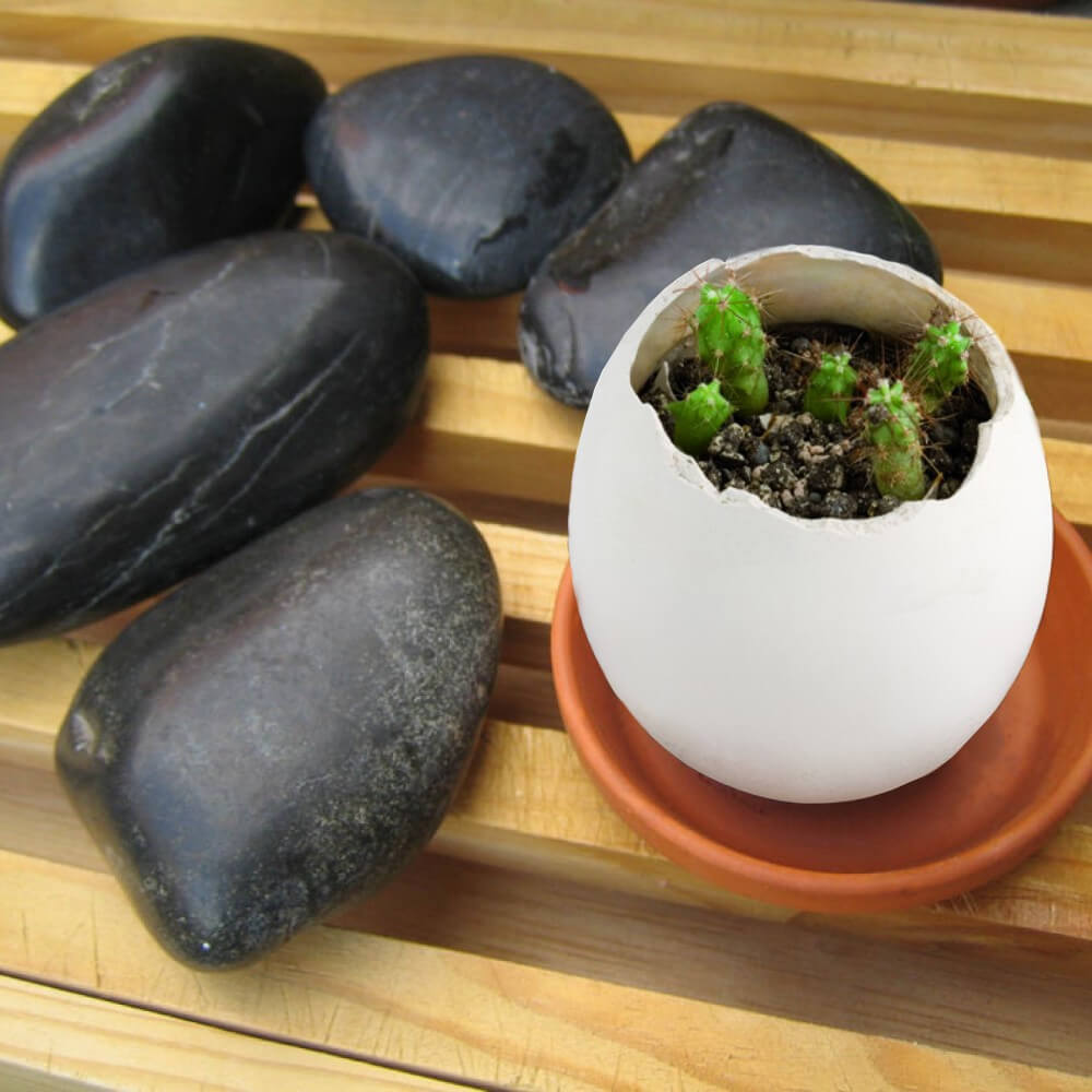 Oeuf à Faire Pousser Eggling Cactus - Kits de Plantation