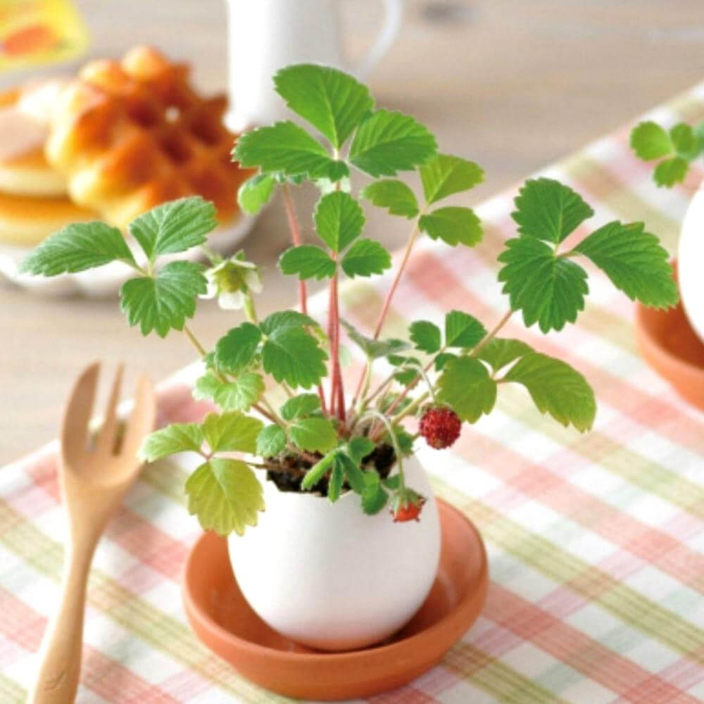 Oeuf à Faire Pousser Eggling Fraise - Kits de Plantation CadoMaestro