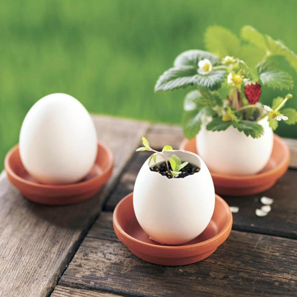 Oeuf à Faire Pousser Eggling Fraise - Kits de Plantation