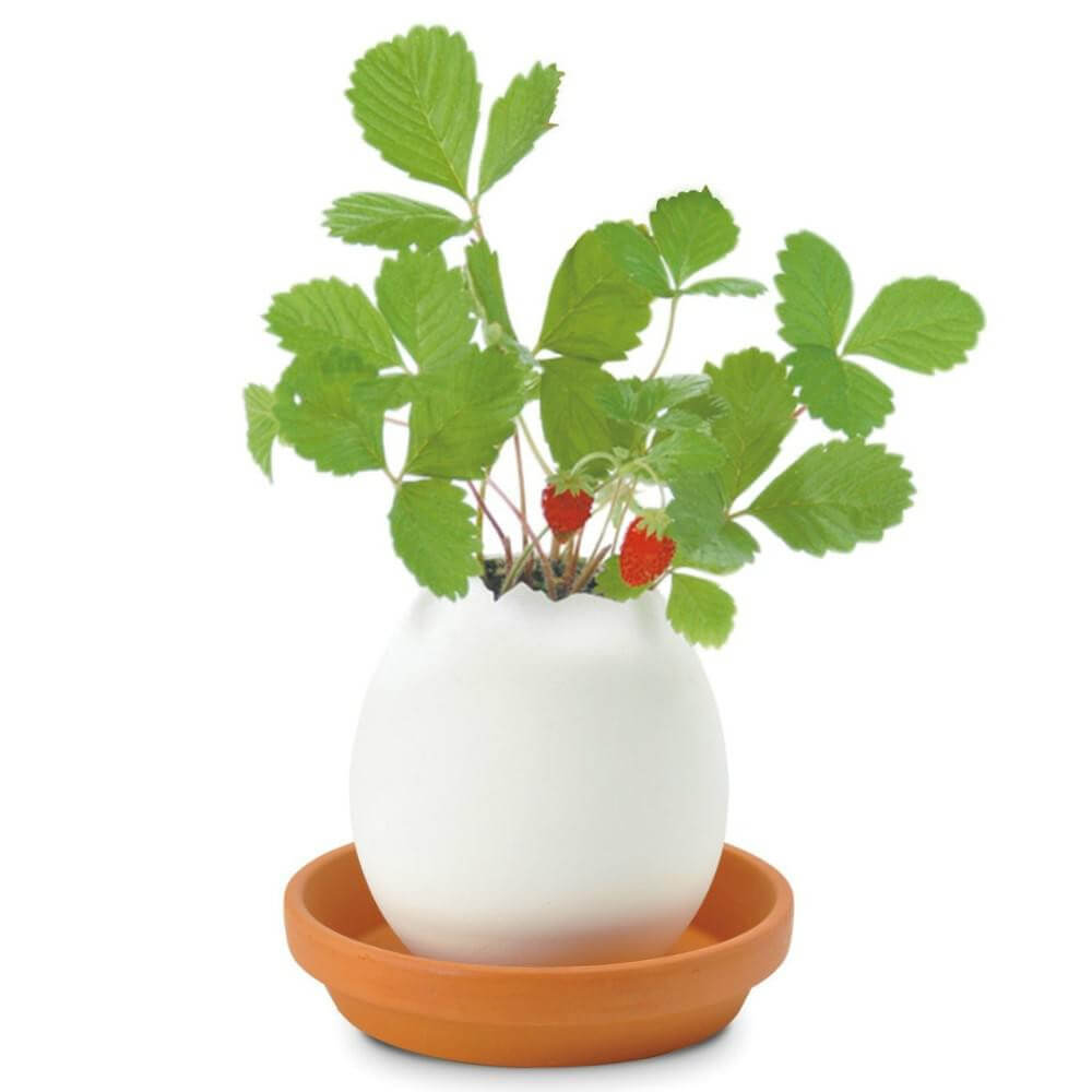Oeuf à Faire Pousser Eggling Fraise - Kits de Plantation CadoMaestro