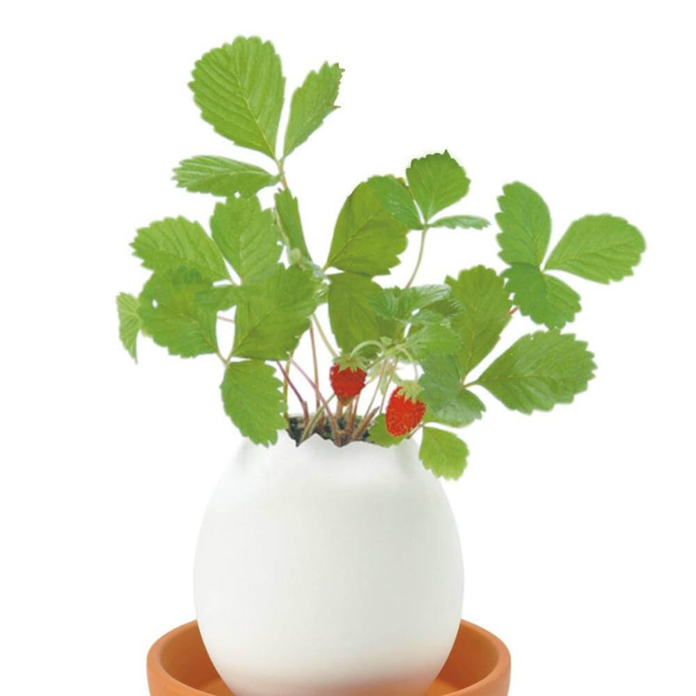 Oeuf à Faire Pousser Eggling Fraise - Kits de Plantation CadoMaestro