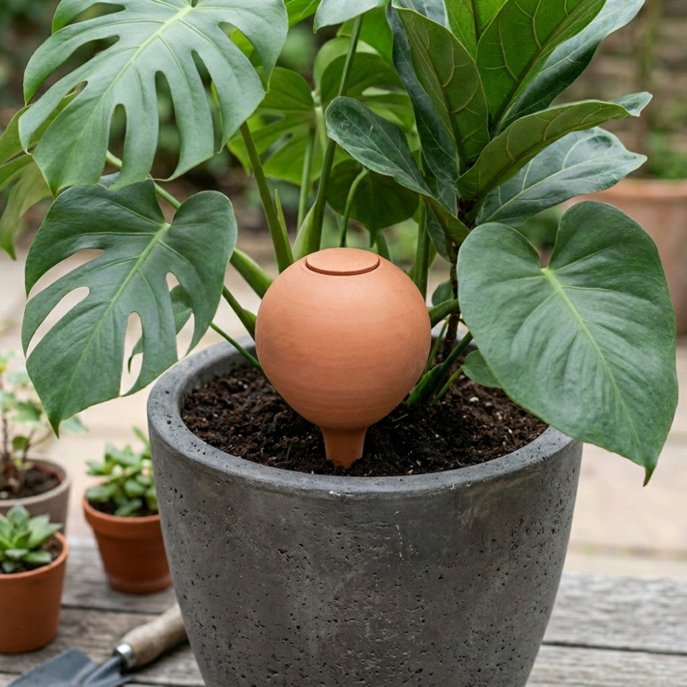 Olla d'Irrigation à Planter - Kits de Plantation