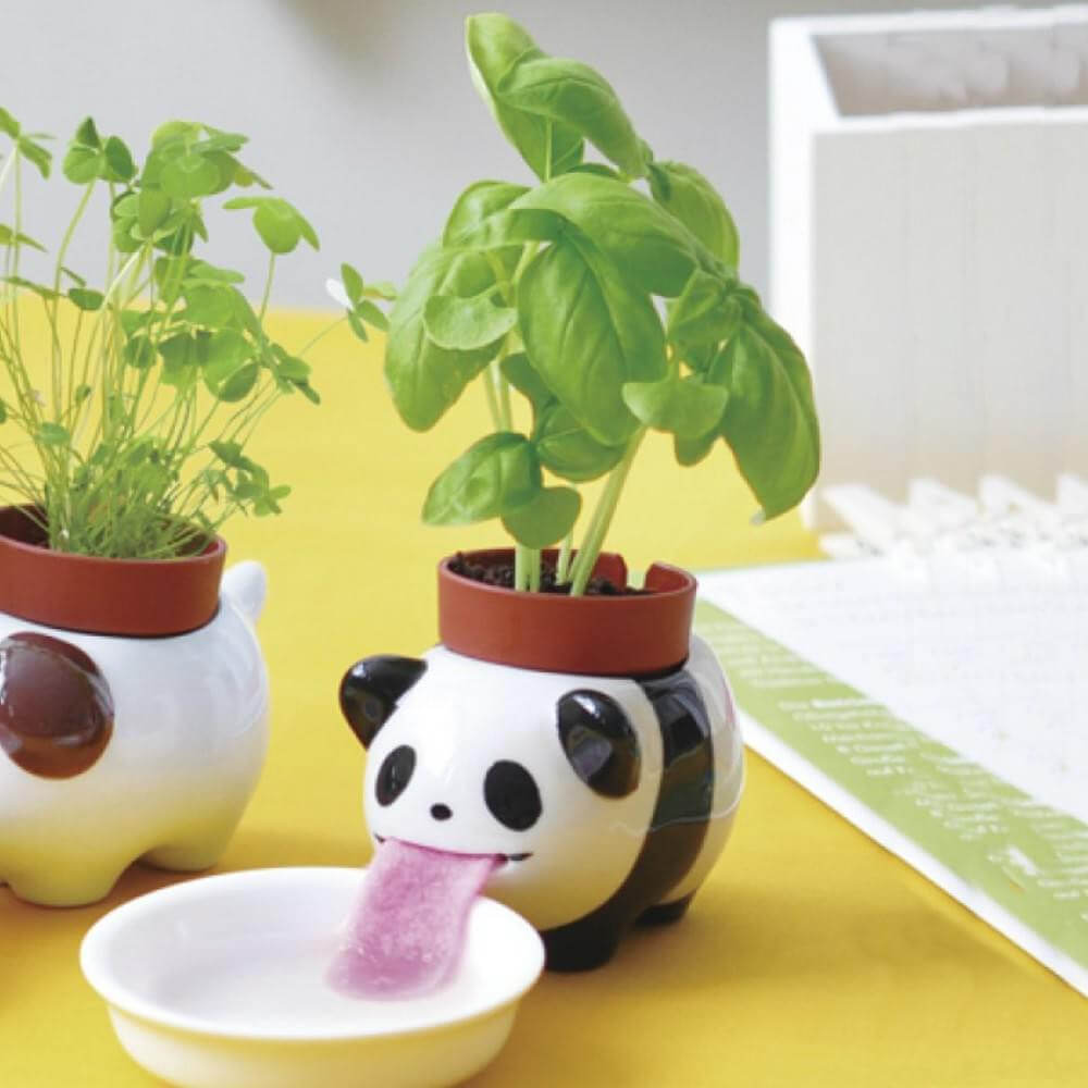 Peropon Panda Basilic - Kits de Plantation