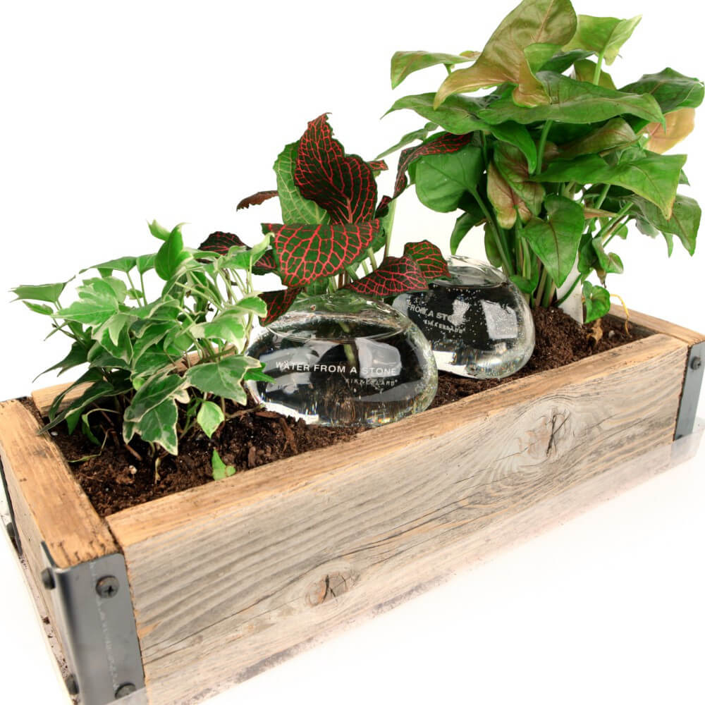 Pierres d'Eau pour Plantes (x2) - Kits de Plantation Kikkerland