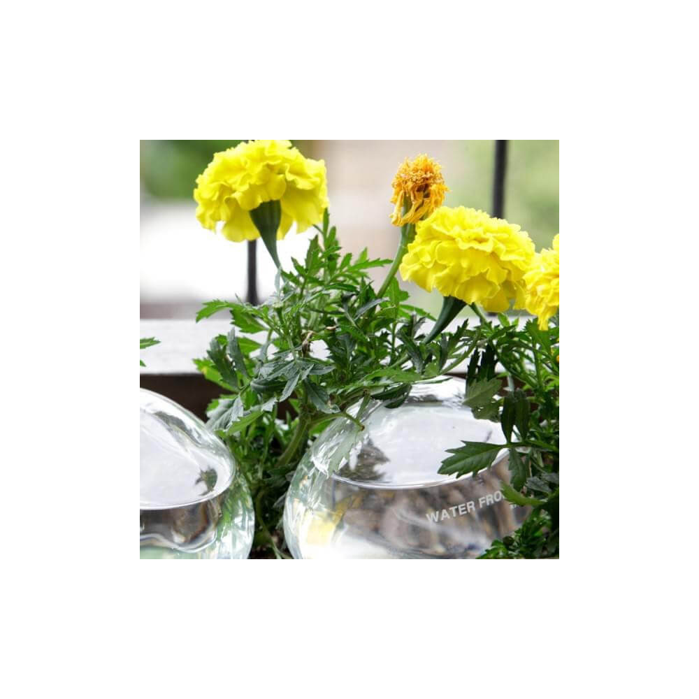 Pierres d'Eau pour Plantes (x2) - Kits de Plantation Kikkerland