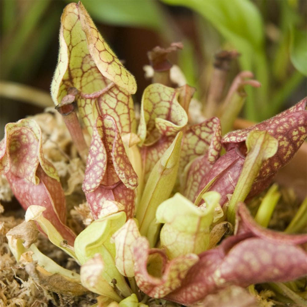 Plante Carnivore à Faire Pousser - Kits de Plantation Radis et Capucine