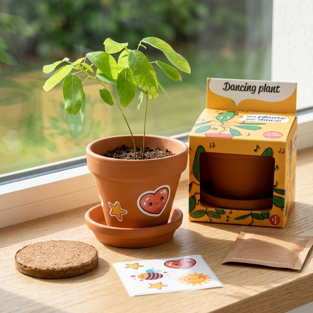 Plante qui Danse à Faire Pousser - Kits de Plantation