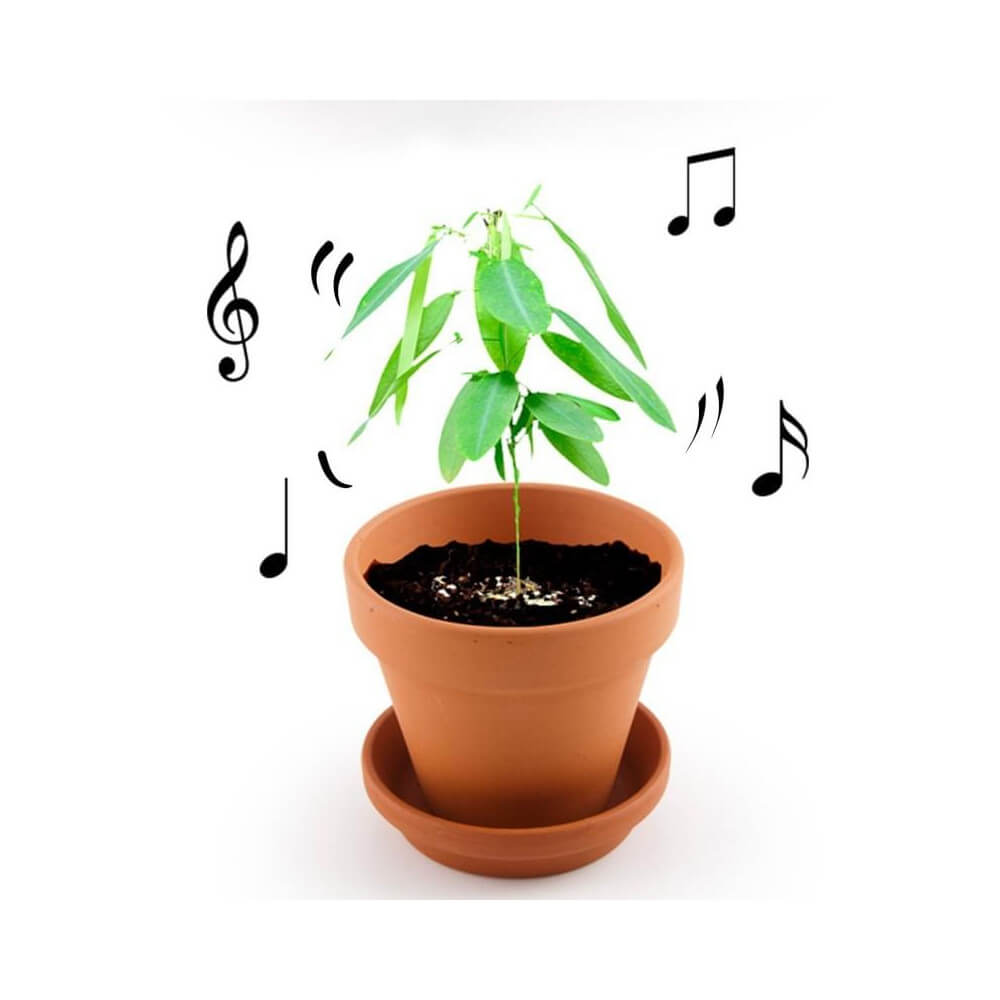 Plante qui Danse à Faire Pousser - Kits de Plantation Radis et Capucine