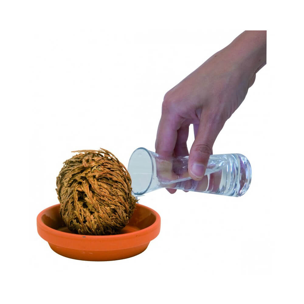 Plante Résurrection - Rose de Jericho - Kits de Plantation Radis et Capucine