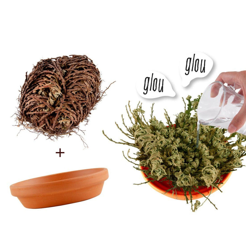 Plante Résurrection - Rose de Jericho - Kits de Plantation Radis et Capucine