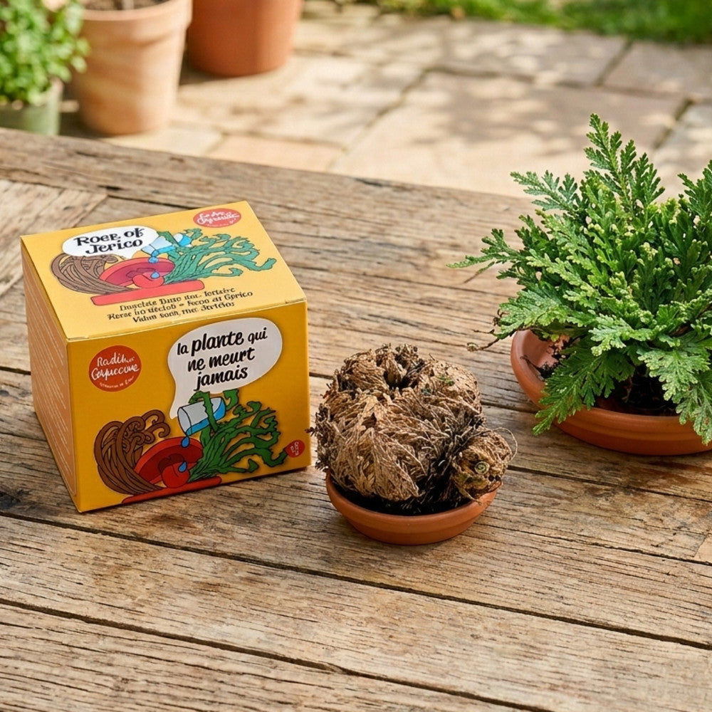Plante Résurrection - Rose de Jericho - Kits de Plantation