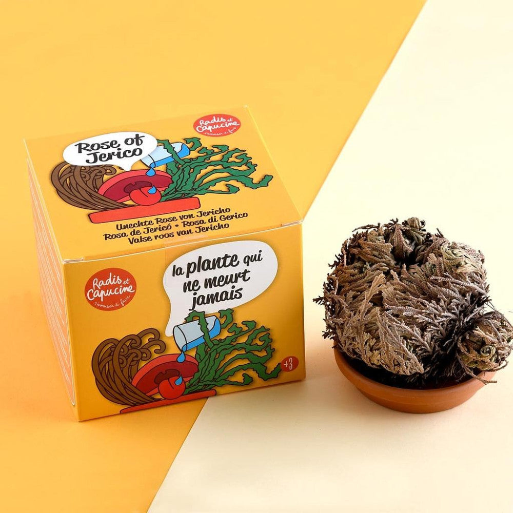 Plante Résurrection - Rose de Jericho - Kits de Plantation Radis et Capucine