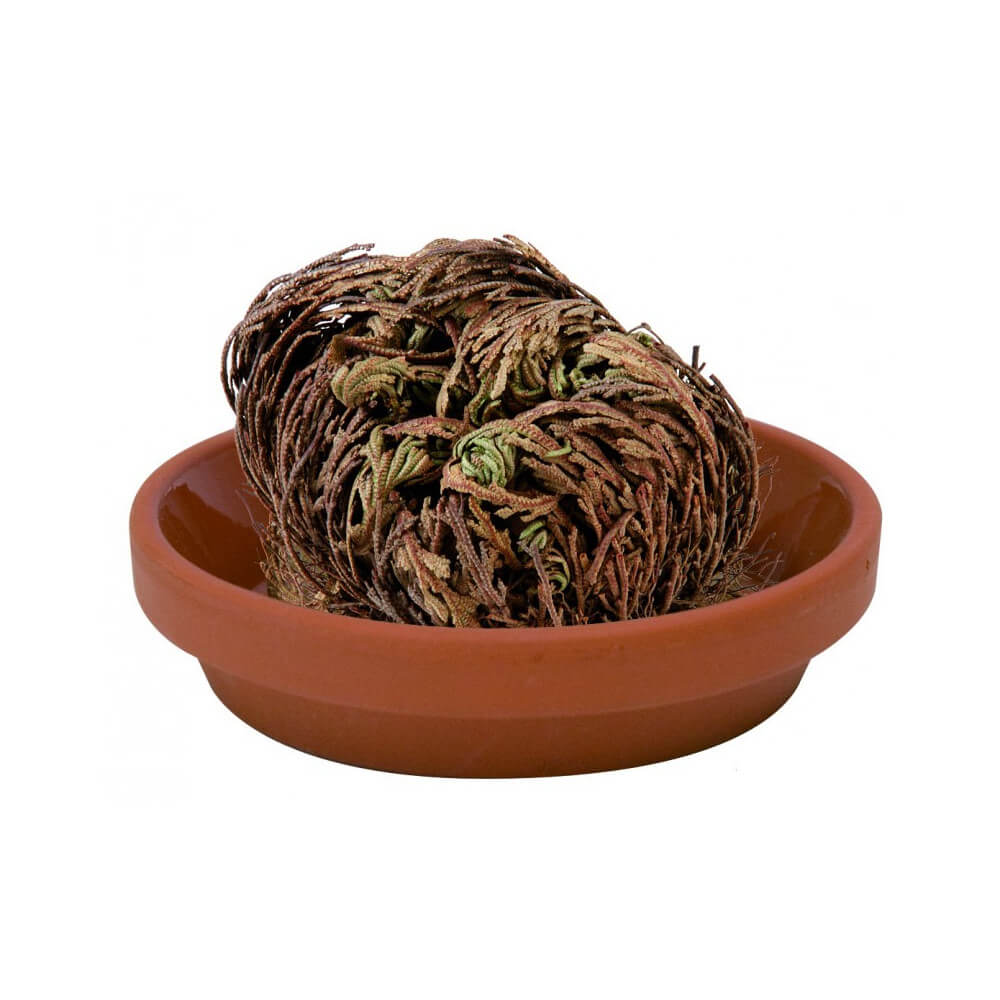 Plante Résurrection - Rose de Jericho - Kits de Plantation Radis et Capucine